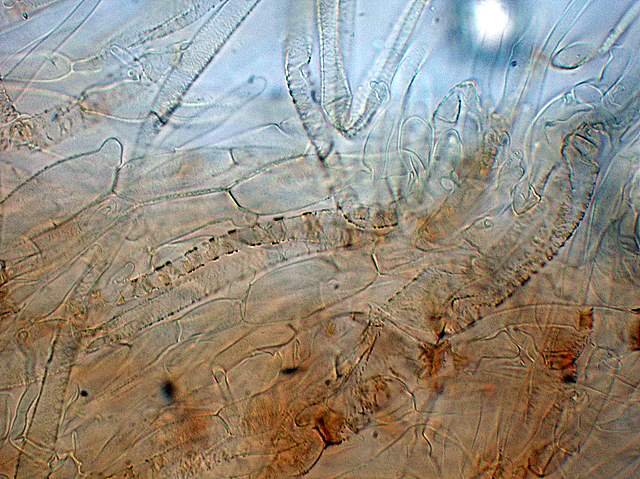 Cortinarius spec. Cod.:2392-7